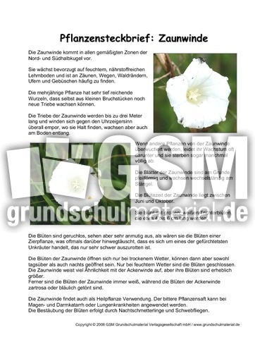 Pflanzensteckbrief-Zaunwinde.pdf
